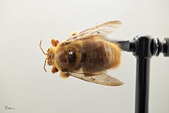 Media type: image;   Entomology 810650 Aspect: habitus dorsal view